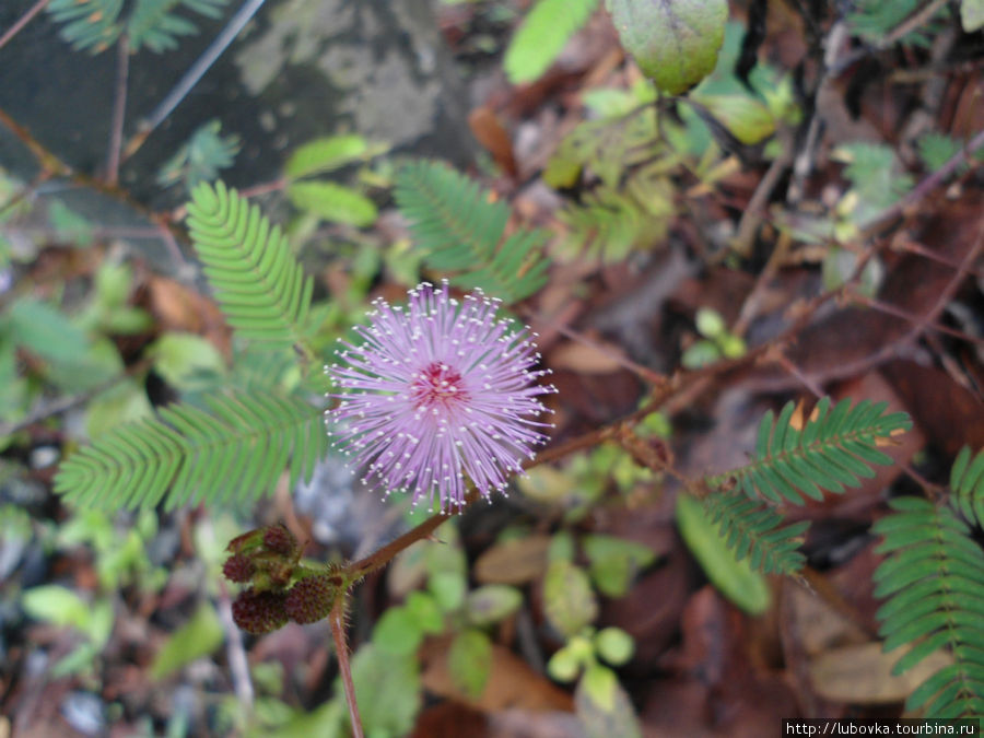 Mimosa pudica (стыдливая мимоза, живая травка сорняк у дороги) Таиланд