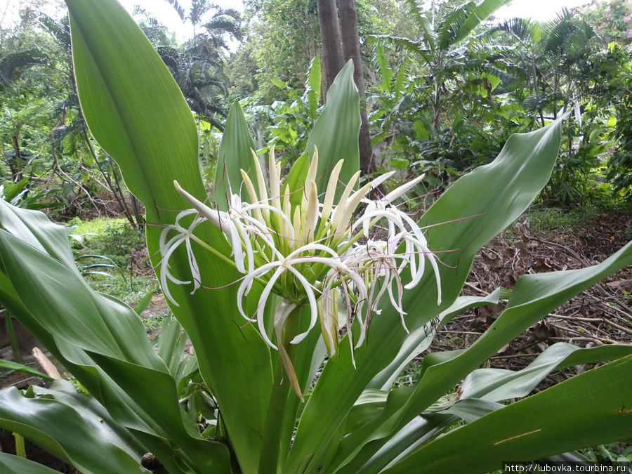 Кринум азиатский (Crinum asiaticum L). Таиланд
