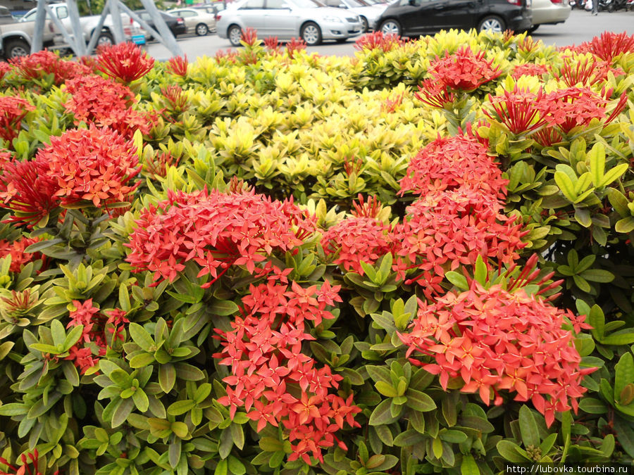 Ixora javanica
Это растение называется Ixora javanica(тайское название Khem). Каждое соцветие состоит из более чем 60 цветков красного или оранжево-красного цвета. Это очень популярное садовое растение в Таиланде, и Вы сможете часто видеть его там. Таиланд