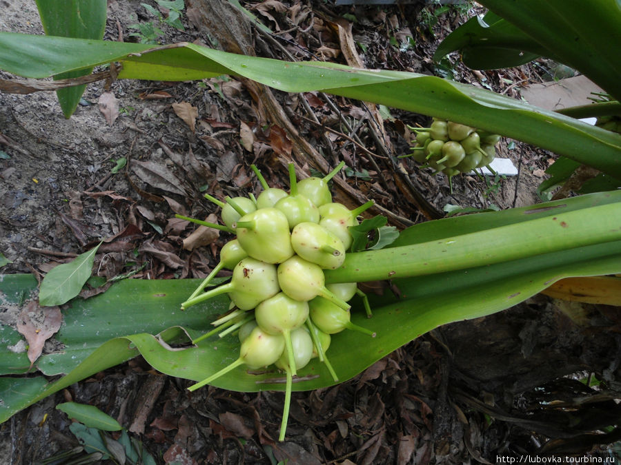 Плоды. Кринум азиатский (Crinum asiaticum L). Таиланд