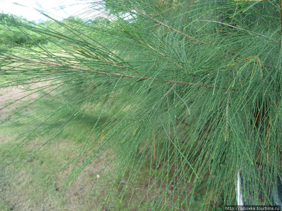 Казуариния хвощевидная (Casuarina equisetifolia). Таиланд