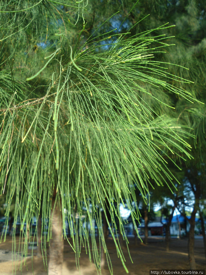 Казуариния хвощевидная (Casuarina equisetifolia). Таиланд