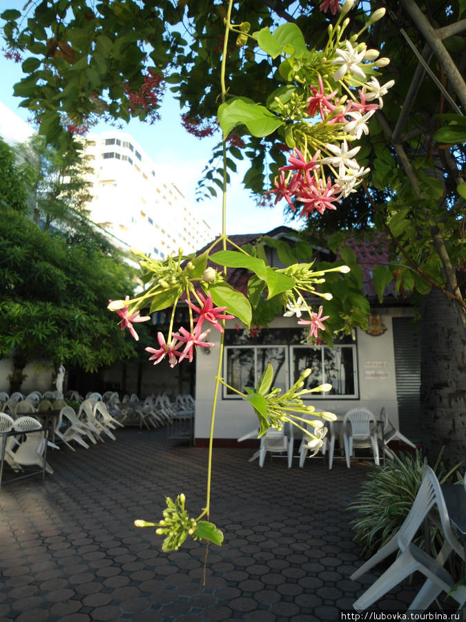 Квисквалис индийский (Quisqualis indica) Таиланд