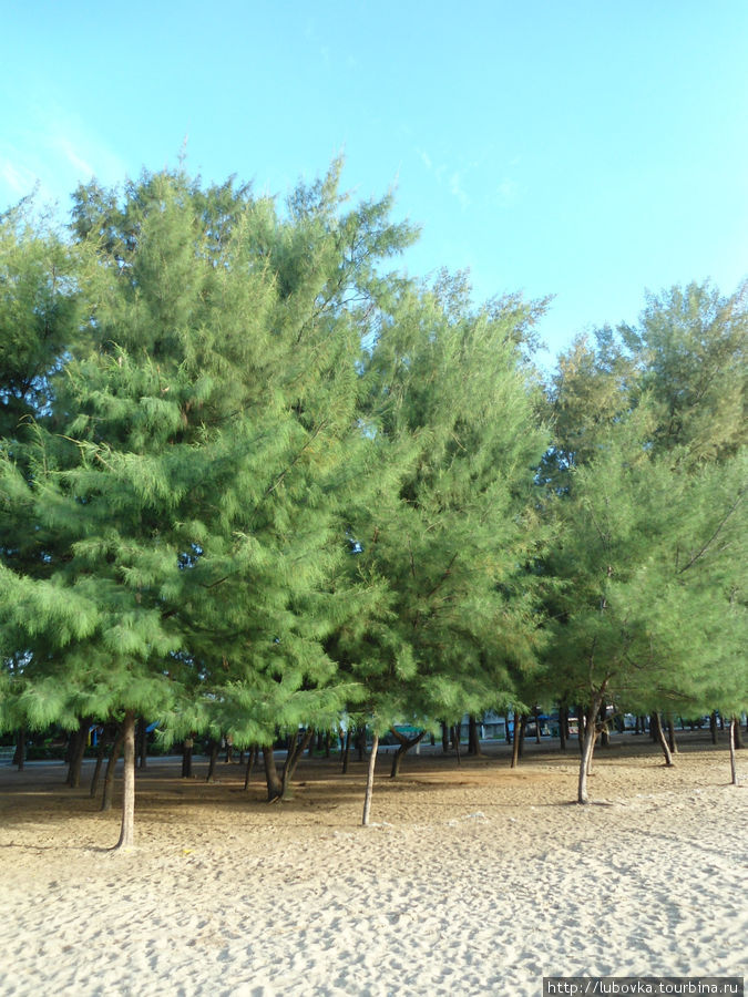 Казуариния хвощевидная (Casuarina equisetifolia). Таиланд