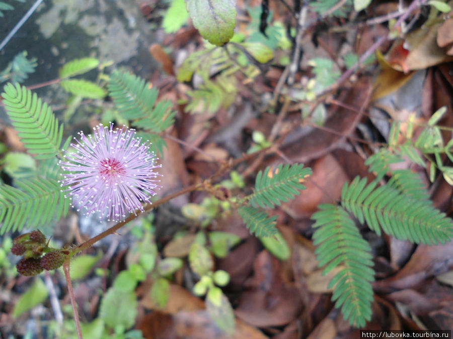 Mimosa pudica (стыдливая мимоза, живая травка сорняк у дороги) Таиланд