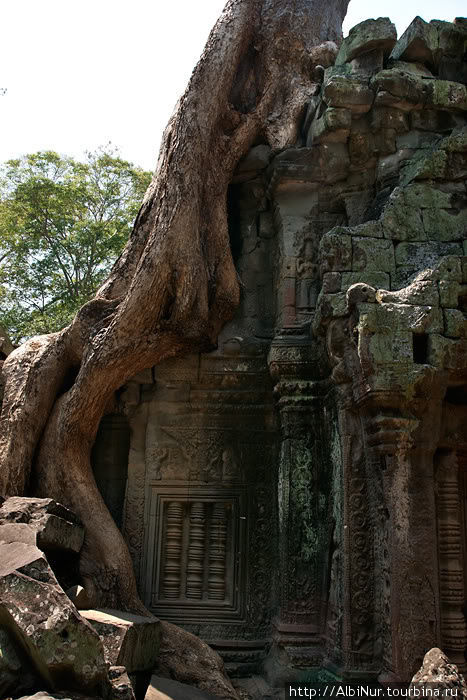 Та Пром (Ta Prohm, буквально Предок Брама) намеренно не очищается от растительности дабы показать как выглядит храм в первозданном запустении. К сожалению тысячи туристов отполировали его так что запустение не ощущается. Но всё же, конечно, расползшиеся по стенам храма исполинскими осьминогами корни баньянов — незабываемое зрелище. В начале 90-х так выглядела вся территория Анкгора, то есть абсолютно дикой, последние 20 лет очищают от растительности и восстанавливают. Ангкор (столица государства кхмеров), Камбоджа