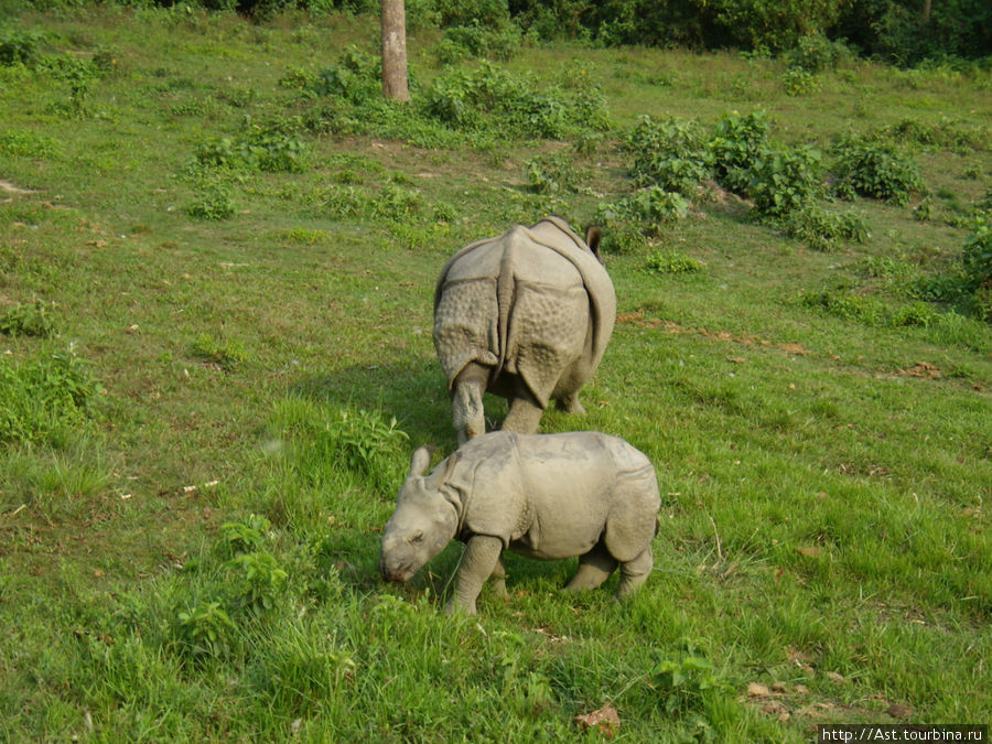 Семейство белых носорогов. Читван Национальный Парк, Непал
