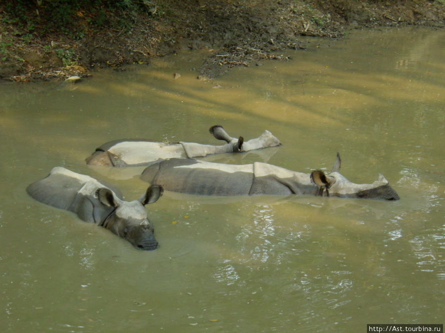 Носороги, они не зря родственники наших домашних поросят! Читван Национальный Парк, Непал