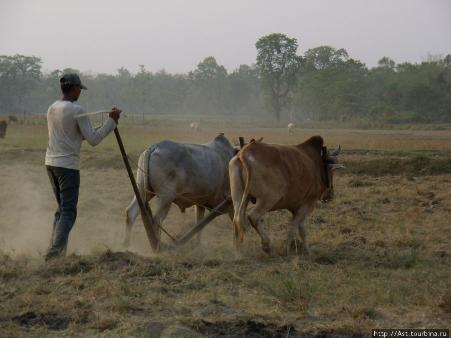 Обработка земли старым дедовским методом. Корова --- священное животное, но на буйволе можно пахать. Читван Национальный Парк, Непал