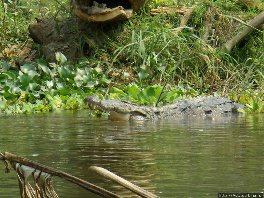 А в заводи нас поджидал крокодил... Читван Национальный Парк, Непал
