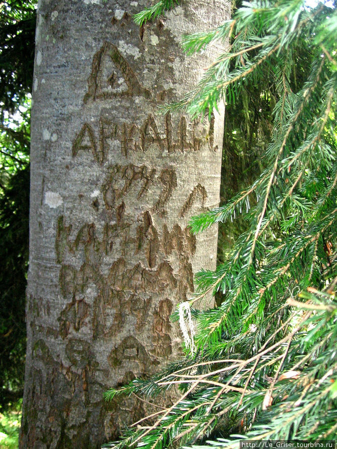 На деревьях много меток, оставленных в послевоенное время. Вот некий Аркаша в 1949 году уведомил о своем присутствии в этих местах. Абхазия