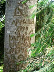 На деревьях много меток, оставленных в послевоенное время. Вот некий Аркаша в 1949 году уведомил о своем присутствии в этих местах.