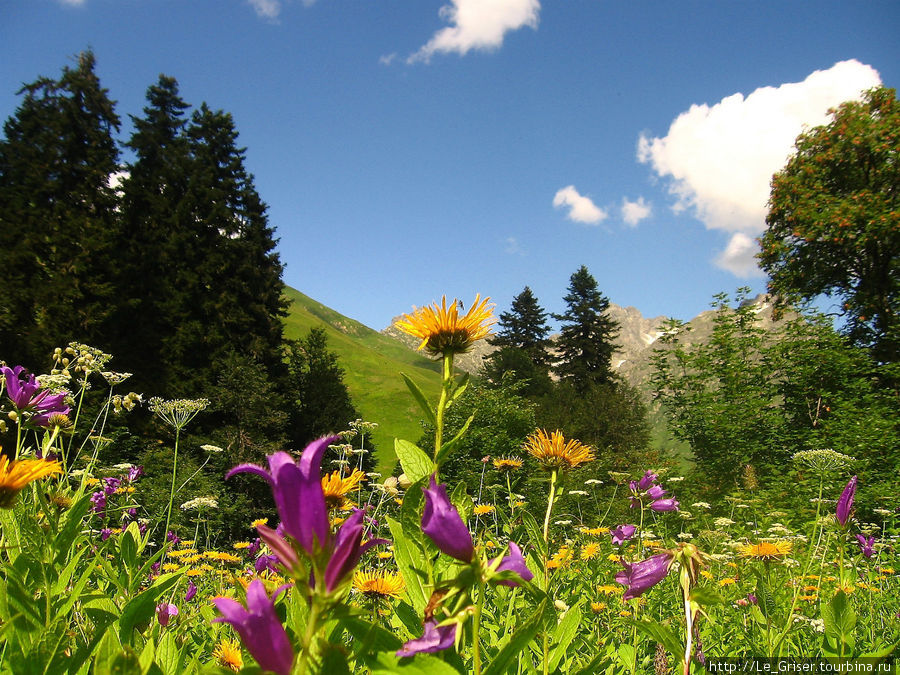 Альпийские луга Абхазии. Абхазия
