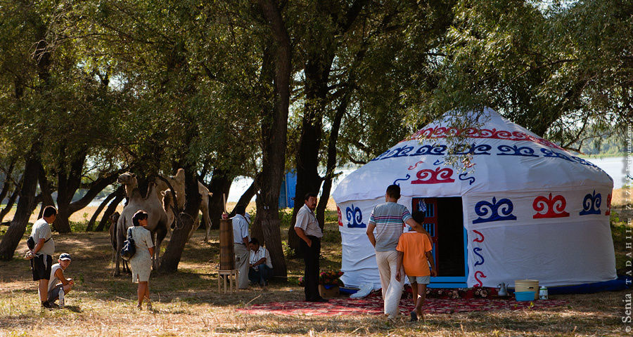 Казахские юрты, игра в бабки, верблюды Астраханская область, Россия