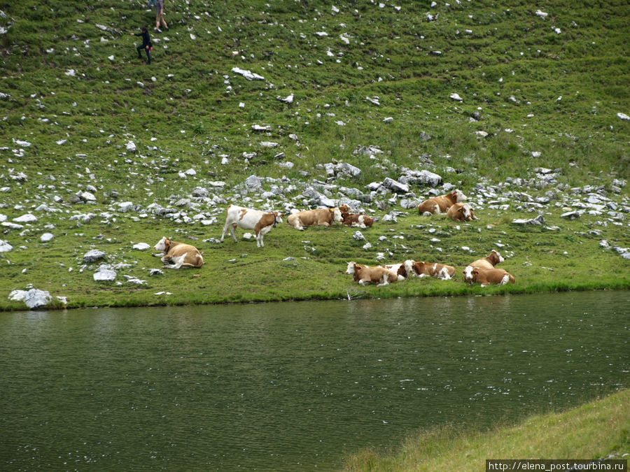 альпийские коровки, мирно пасущиеся высоко в горах, у озера Аугстзее Альтаусзее, Австрия
