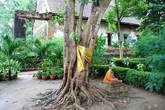 Священное дерево, Ват Мае Нанг Плуем в Аюттхае