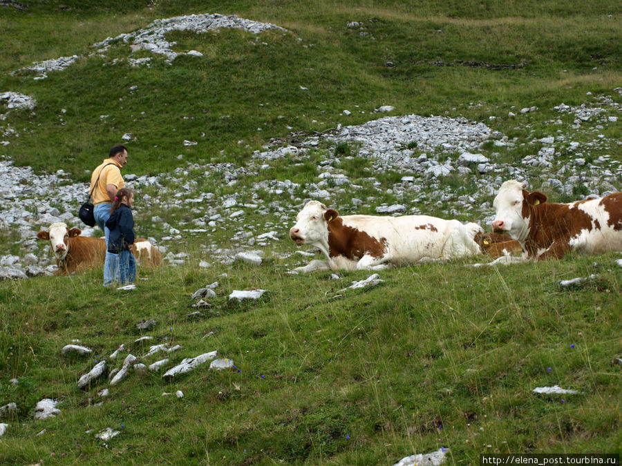 попытка познакомиться с коровками поближе Альтаусзее, Австрия