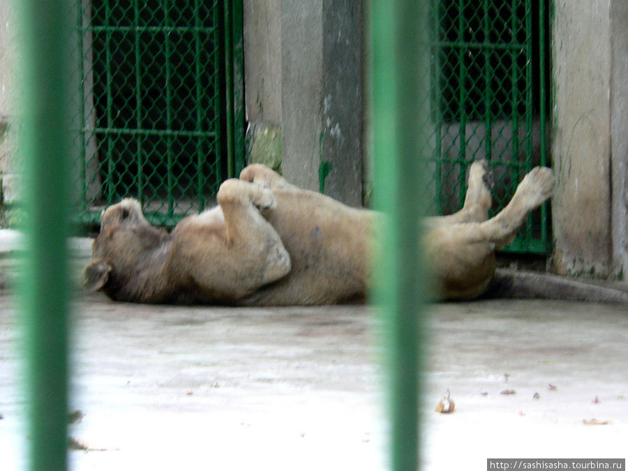 Зоопарк Хошимина, или не бросайте в гориллу яблоками Хошимин, Вьетнам