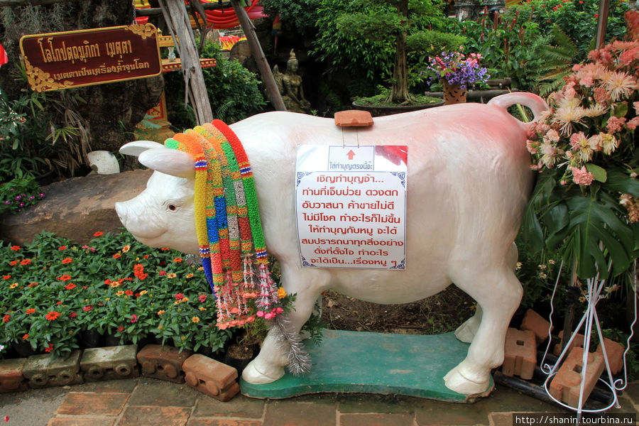 Корова, Ват Такаронг в Аюттхае Аюттхая, Таиланд