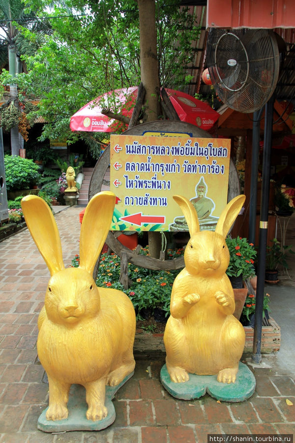 Золотые зайцы, Ват Такаронг в Аюттхае Аюттхая, Таиланд