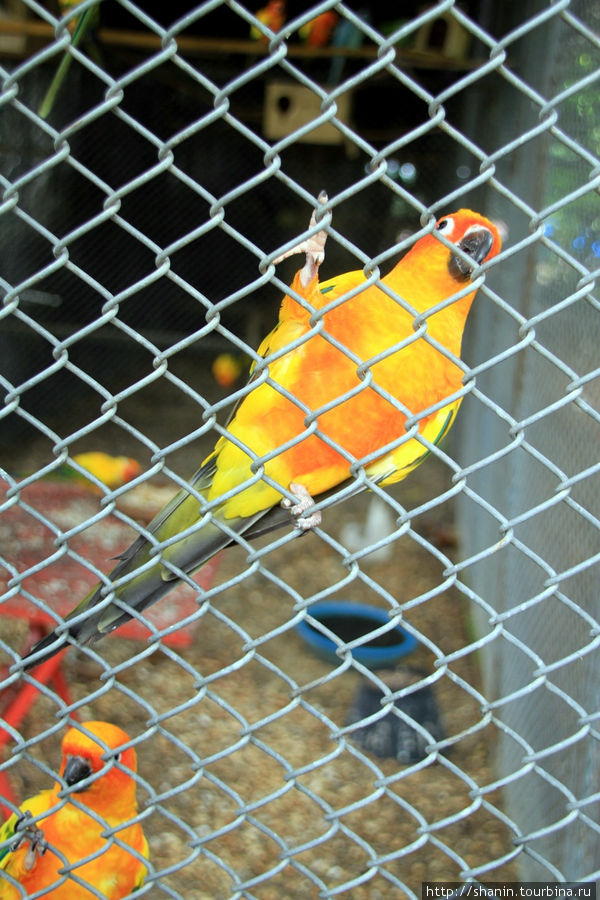 Попугай, Ват Такаронг в Аюттхае Аюттхая, Таиланд