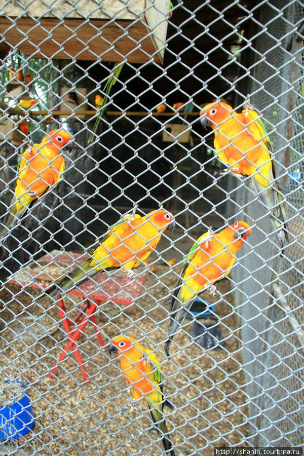 Попугаи, Ват Такаронг в Аюттхае Аюттхая, Таиланд