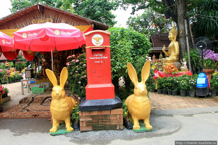 Зайцы,  Ват Такаронг в Аюттхае Аюттхая, Таиланд