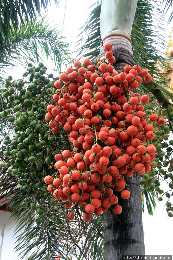Гроздья на пальме, Ват На Пхрамаин в Аюттхае Аюттхая, Таиланд