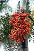 Гроздья на пальме, Ват На Пхрамаин в Аюттхае
