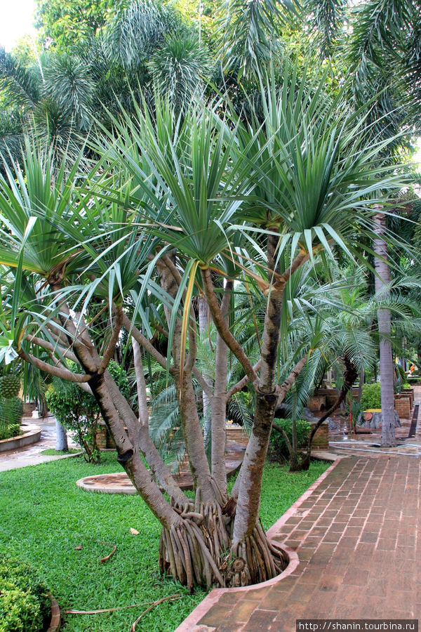 Пальма, Ват На Пхрамаин в Аюттхае Аюттхая, Таиланд