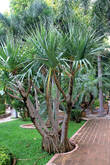 Пальма, Ват На Пхрамаин в Аюттхае