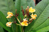 Цветы, Ват Чоенг Тха в Аюттхае
