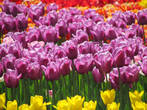 А весной в Горсаде у Заводоуправления у нас сажают самые красивые тюльпаны!!!