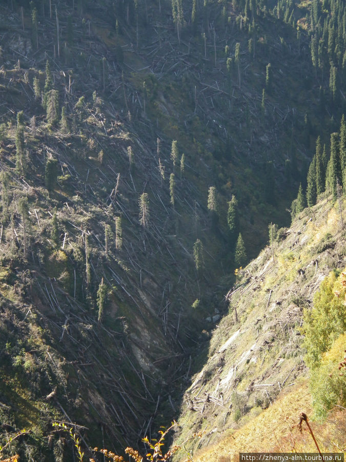 последствия штормового ветра в мае 2011 Заилийский Алатау (горный хребет), Казахстан