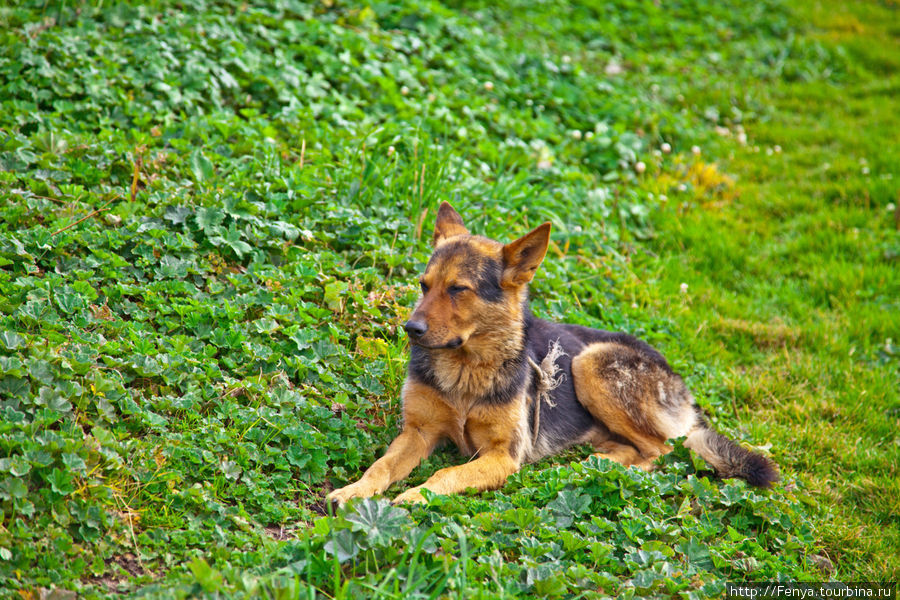 Умный пес-пастух Тюнгур, Россия