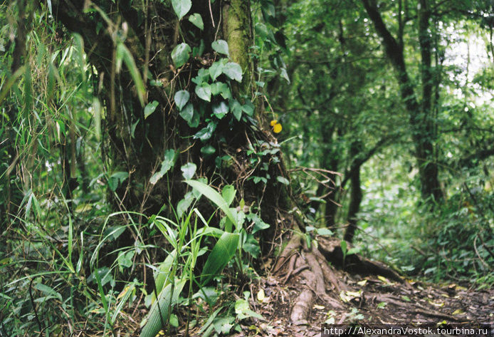 джунгли Суматра, Индонезия