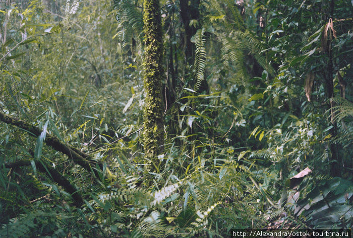 джунгли Суматра, Индонезия