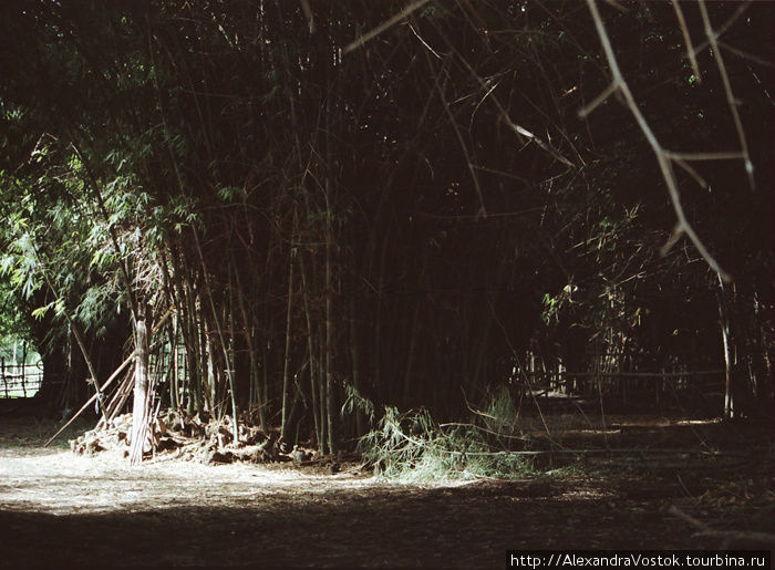 бамбуковая роща Таиланд