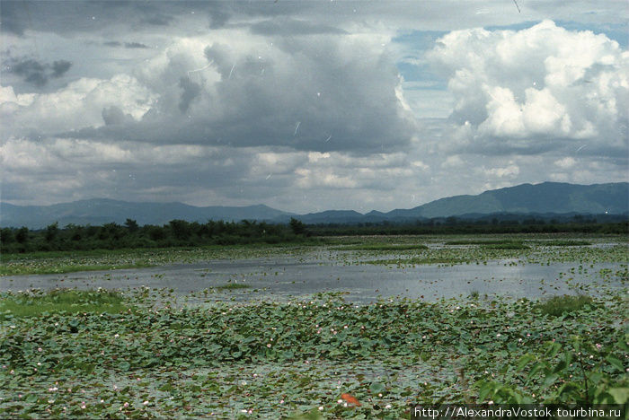 лотосное болото на пути в третий монастырь Северный Таиланд, Таиланд