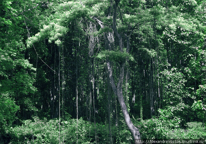 тропический лес на территории монастыря Северный Таиланд, Таиланд