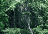 тропический лес на территории монастыря