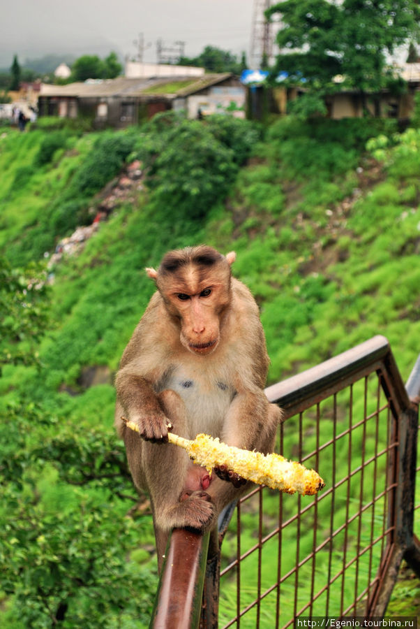 обезьянки в муссон Штат Махараштра, Индия