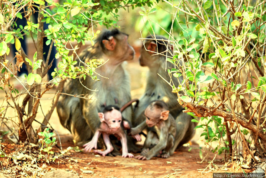 обезьяносемейка :) Штат Махараштра, Индия