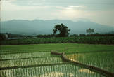 рисовое поле в провинции Юннань, автостоп по дороге в Кунминь