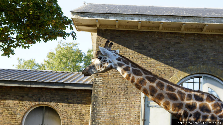 Лондонский зоопарк Лондон, Великобритания
