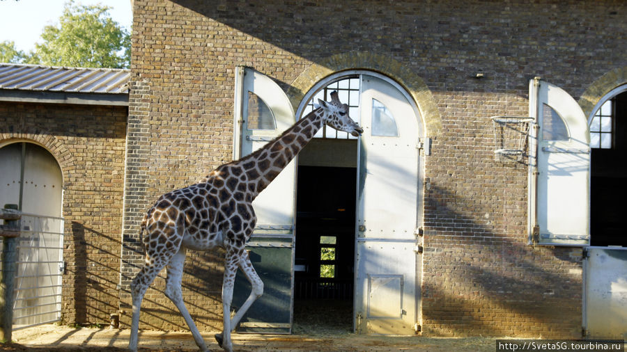 Лондонский зоопарк Лондон, Великобритания