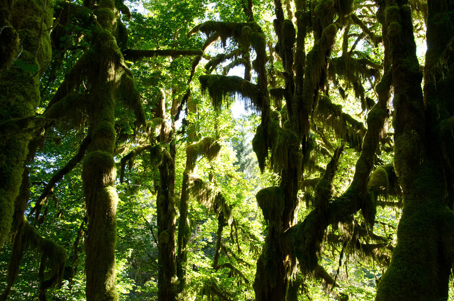 От озера Crescent до пляжа Ruby Beach