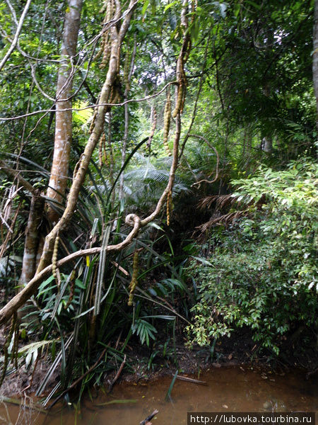 В Национальном парке Khao Yai ( КАО ЯЙ) Пак-Чонг, Таиланд