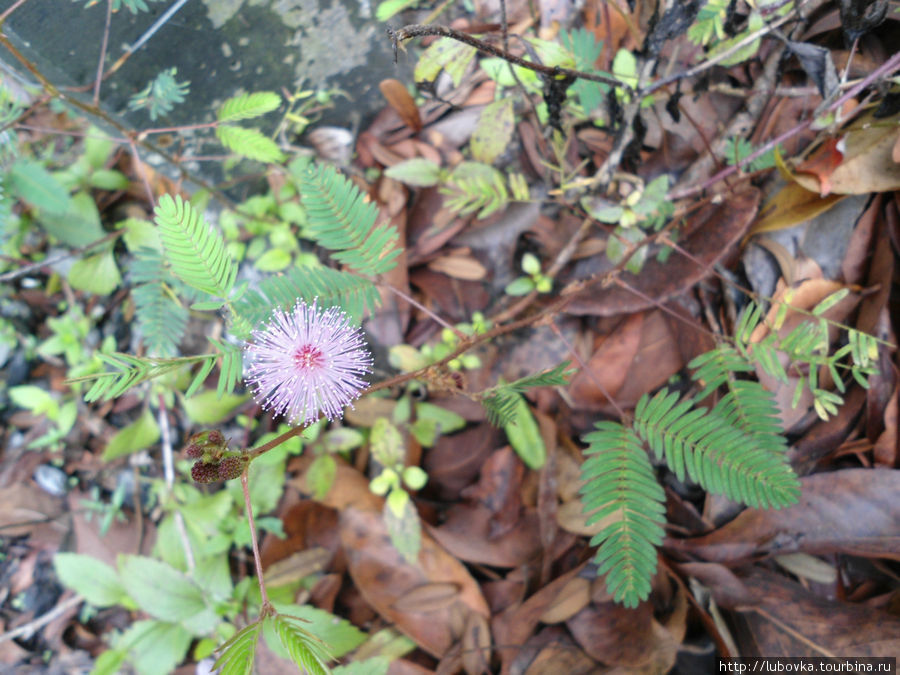 Mimosa pudica (стыдливая мимоза, живая травка сорняк у дороги) Пак-Чонг, Таиланд