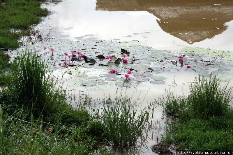 Лотосы растут в болоте Пхонсаван, Лаос